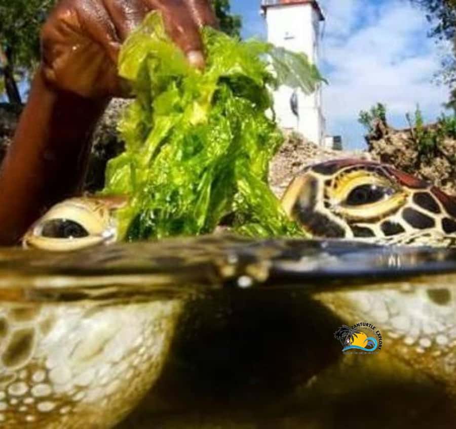 Zanzibar: Nungwi Mnarani Aquarium Feed and Swim with Turtles - Swimming gently beside the turtles