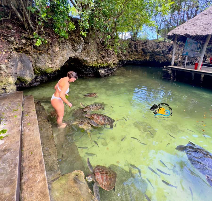 Zanzibar: Nungwi Mnarani Aquarium Feed and Swim with Turtles - The conservation message matters