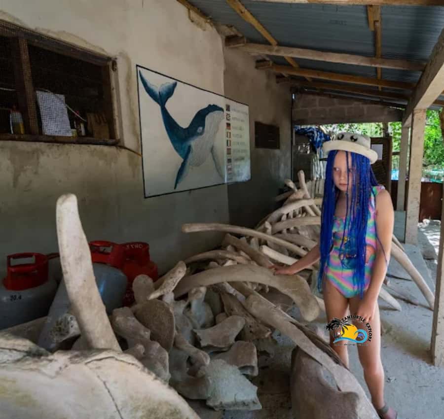 Zanzibar: Nungwi Mnarani Aquarium Feed and Swim with Turtles - Is $46 a fair price?