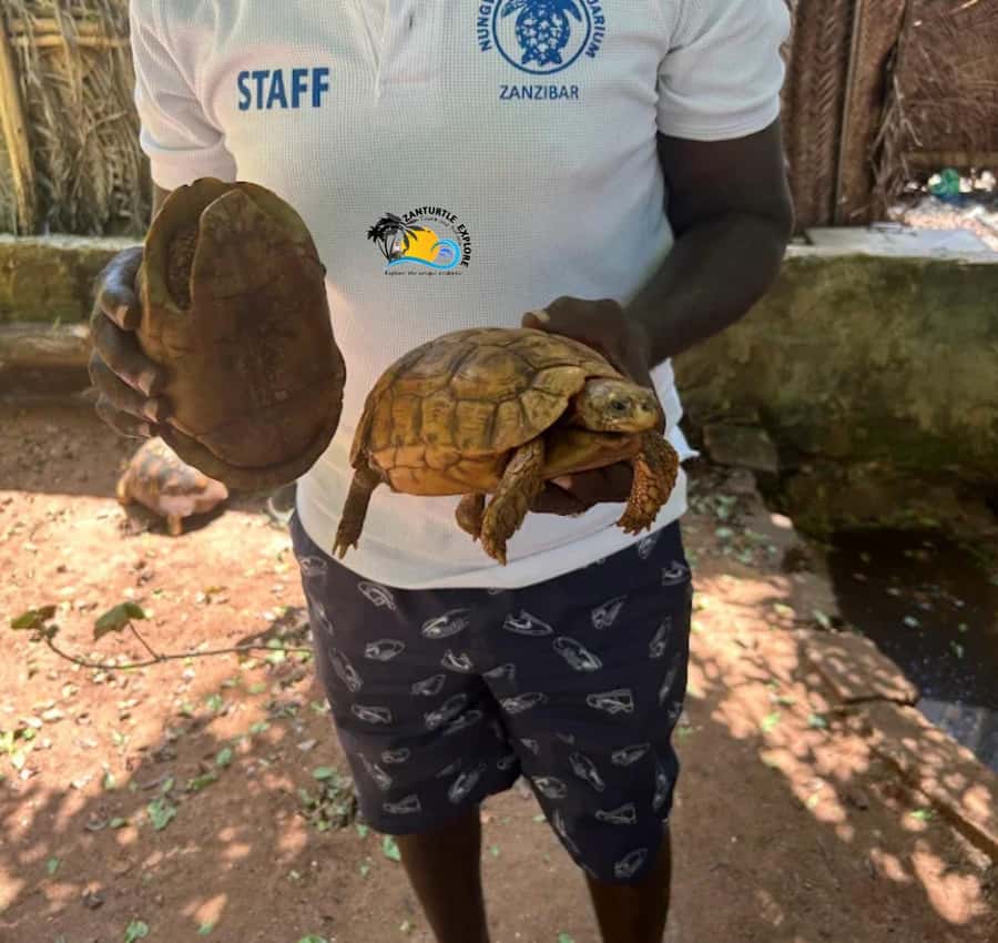 Zanzibar: Nungwi Mnarani Aquarium Feed and Swim with Turtles - Practical tips for a better visit