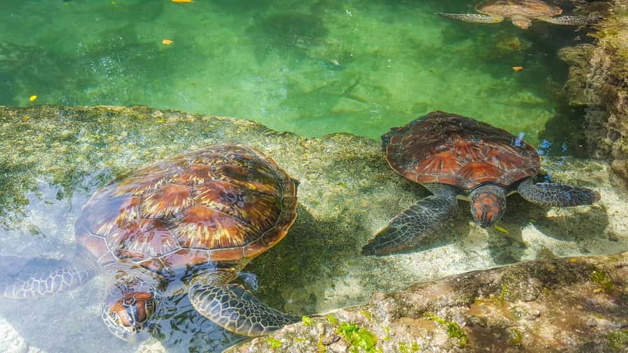 Zanzibar: Nungwi Turtle Aquarium Guided Half-Day Trip - Key points to know before you go