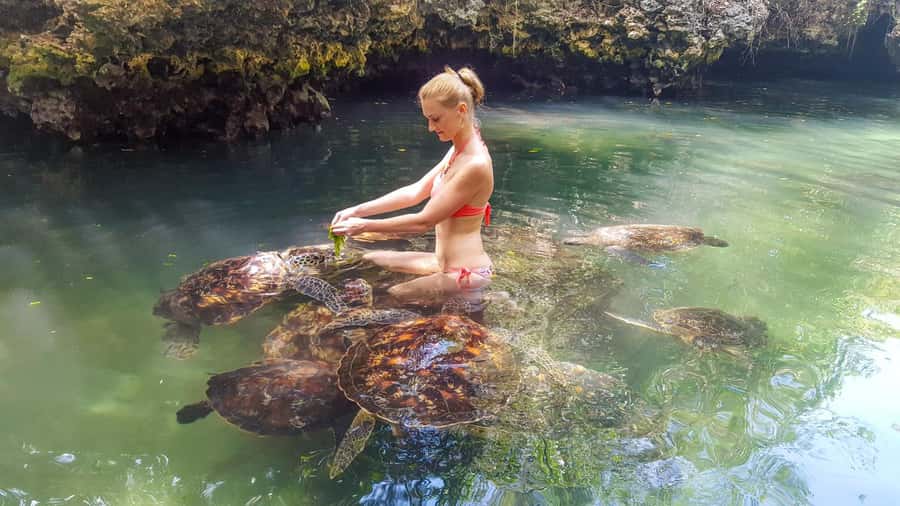 Zanzibar: Nungwi Turtle Aquarium Guided Half-Day Trip - Meeting the turtles at Nungwi Aquarium