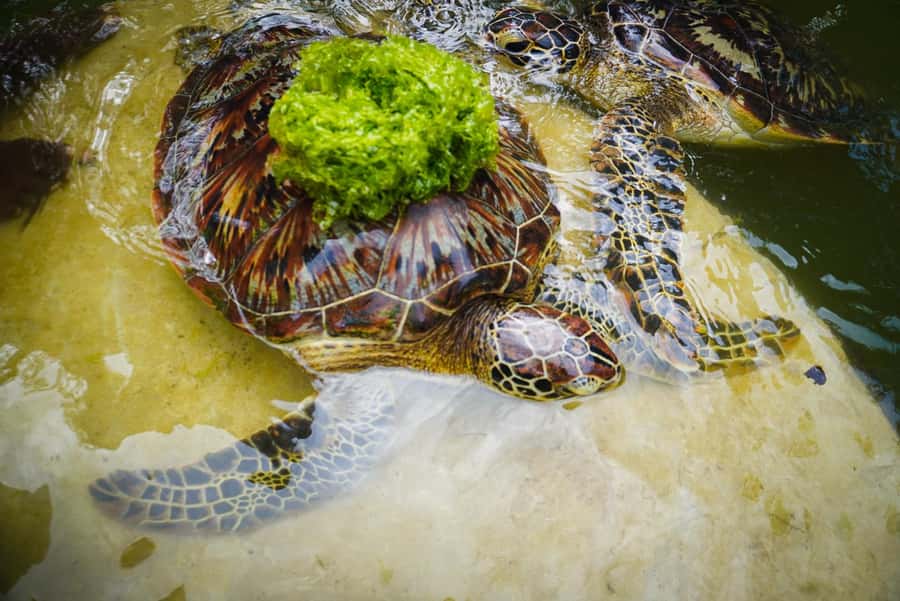 Zanzibar: Nungwi Turtle Aquarium Guided Half-Day Trip - Feeding the green turtles