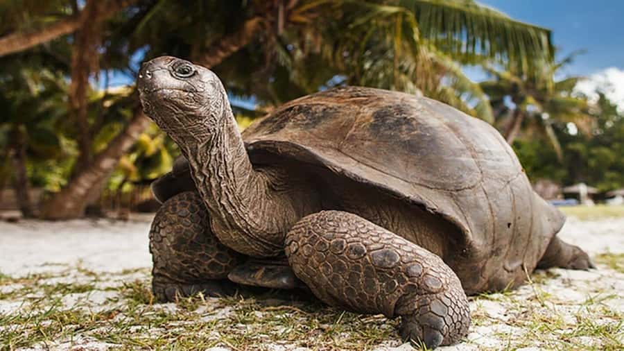 Zanzibar: Prison Island and Nakupenda Sandbank - Meeting Zanzibar’s giant tortoises