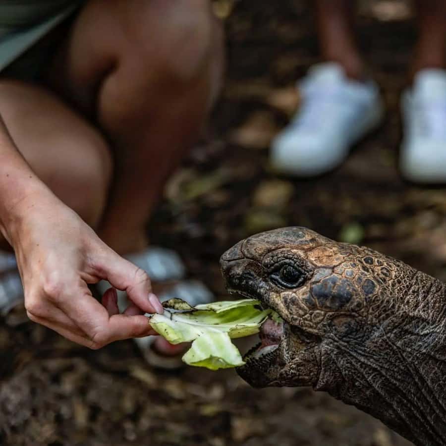 Zanzibar: Prison Island & Giant Tortoises with Pickup - Walking through the old quarantine island