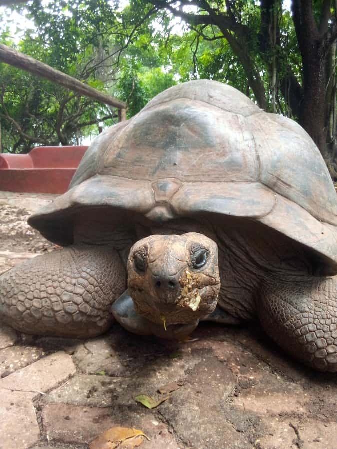 Zanzibar: prison island guided tour with local guide - Meeting the Aldabra giant tortoises