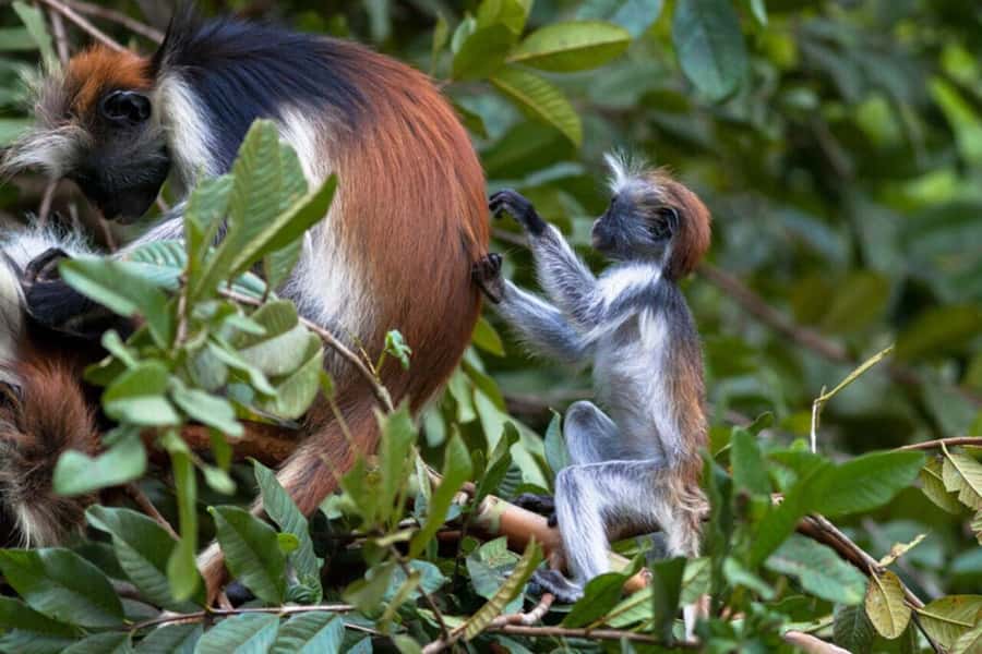 ZANZIBAR: Prison Island, Jozani Forest & SeaTurtle Sanctuary - Jozani Forest and the red colobus walk