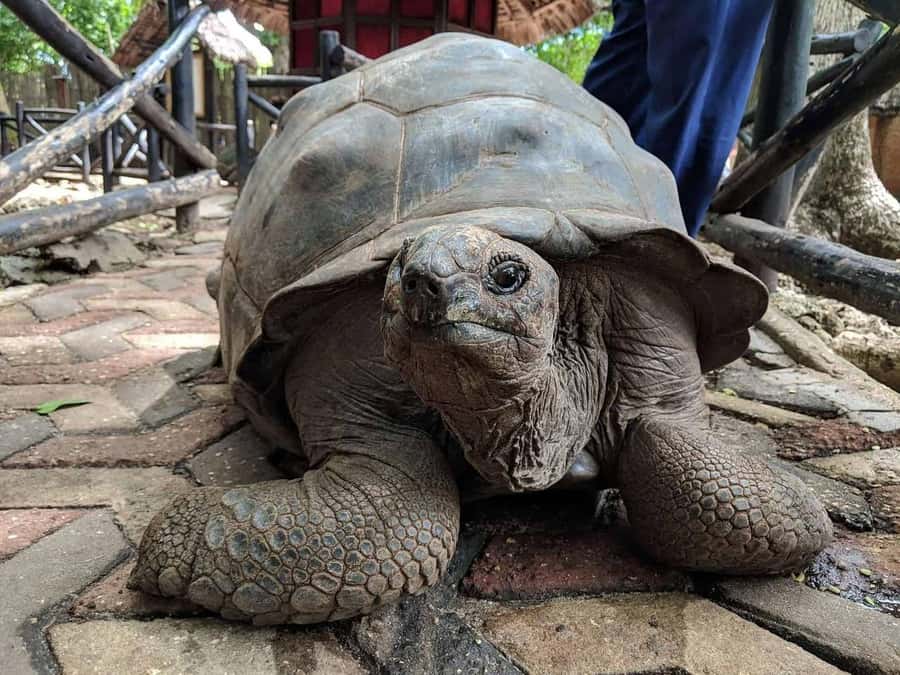 ZANZIBAR: Prison Island, Jozani Forest & SeaTurtle Sanctuary - Salam Cave and the turtle sanctuary in Kizimkazi
