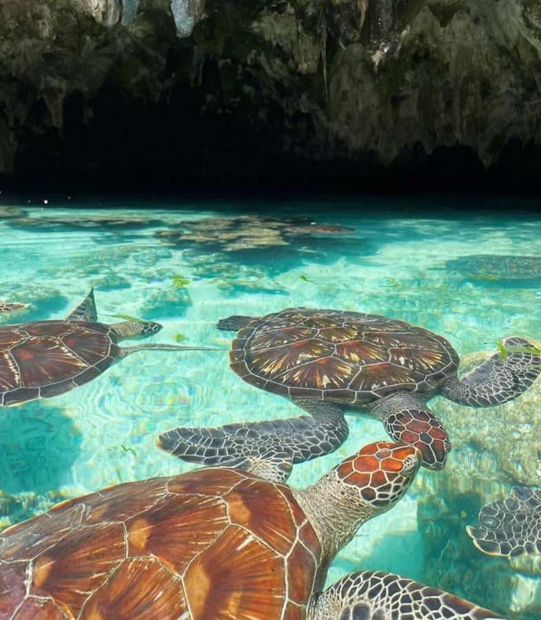 ZANZIBAR: Prison Island, Jozani Forest & SeaTurtle Sanctuary - Who should choose this experience