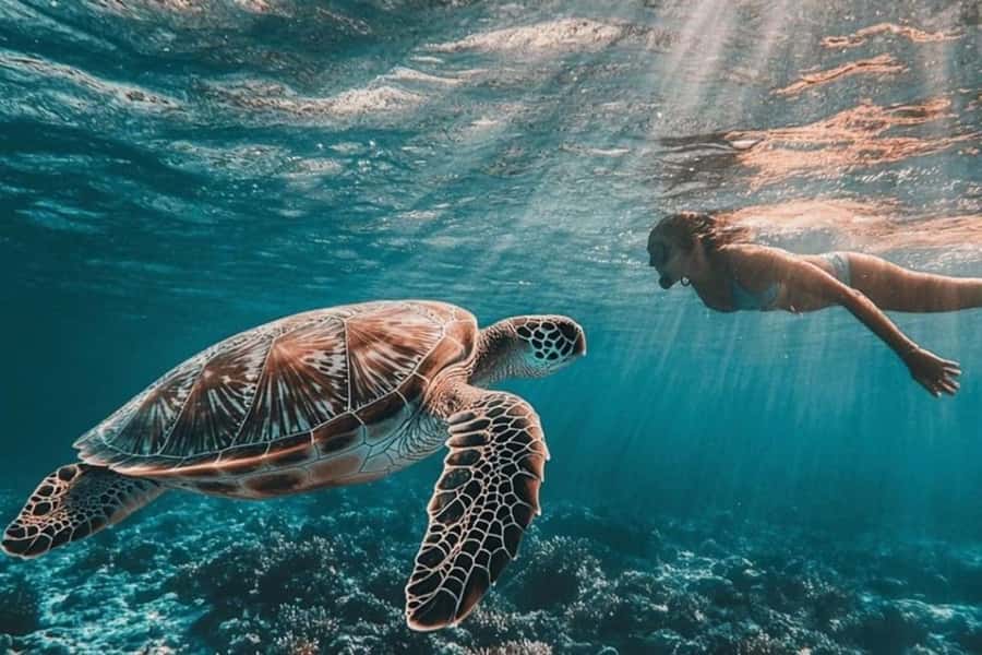 ZANZIBAR: Prison Island, Jozani Forest & SeaTurtle Sanctuary - Prison Island, tortoises, and Zanzibar’s waterfront