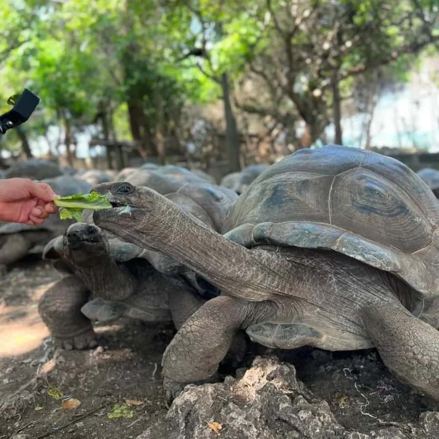 Zanzibar: Prison island & Nakupenda Sandbank Small-GroupTour - Meeting the tortoises on Prison Island