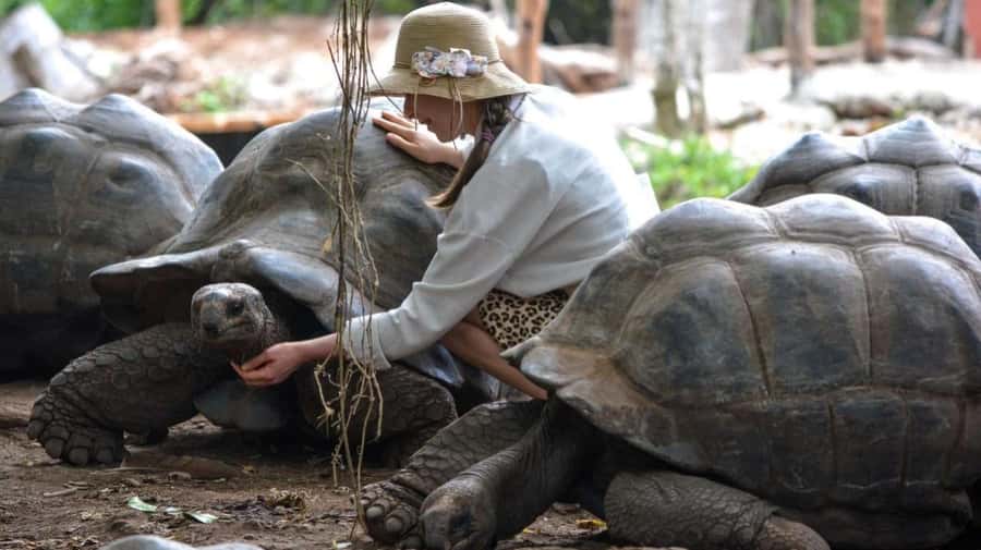Zanzibar: Prison island, Sea Turtle Sanctuary + Mtende Beach - Mtende Beach, beauty with a few sharp edges