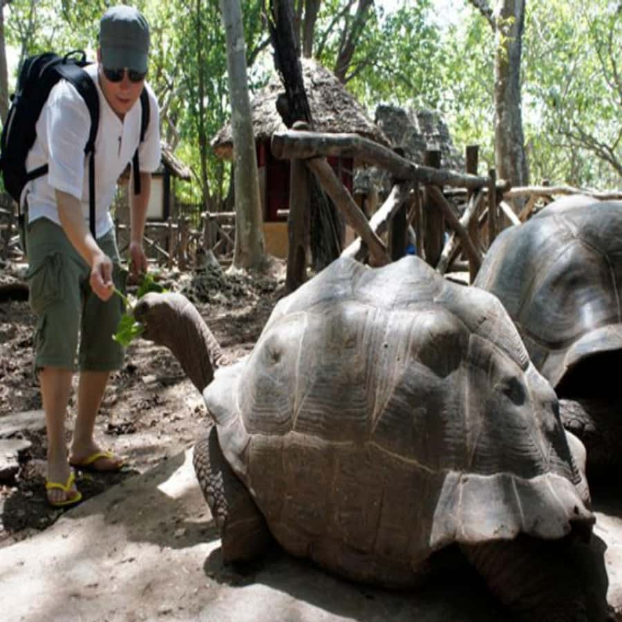 ZANZIBAR: Prison Island, Spice Farm Visit & Turtle Swim Tour - The guide can make the difference