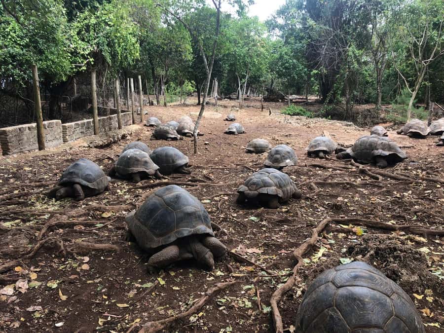 Zanzibar: Prison Island, Stone Town, & Spice Farm Tour - Walking through Stone Town’s old lanes