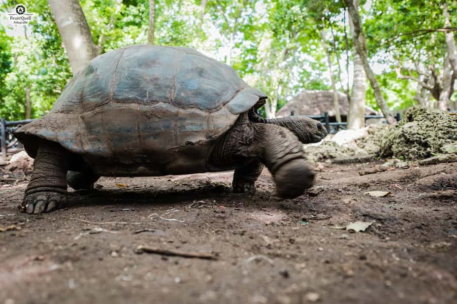 Zanzibar: Prison Island, Tortoise, Jozani Forest Guided Tour - The mangrove boardwalk and turtle stop