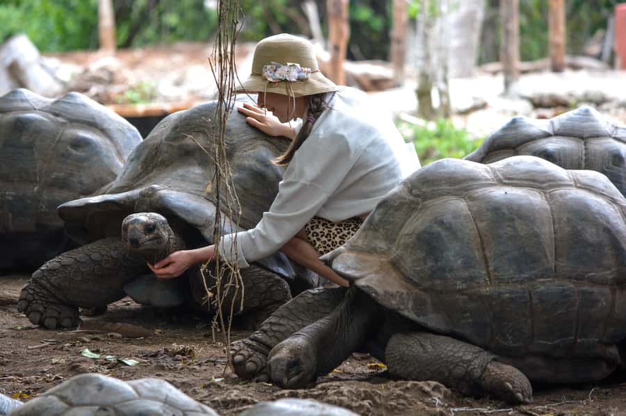 Zanzibar: Prison Island, Tortoise, Jozani Forest Guided Tour - Meeting the giant tortoises