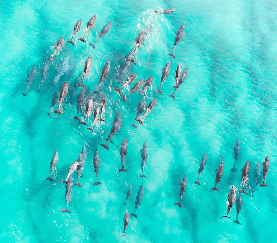 Zanzibar: Private Sail to Pungume Sandbank with BBQ Lunch - Pungume Sandbank: four hours of sea and sand