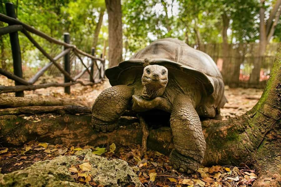 Zanzibar: Private Stone Town, Prison Island & SpiceFarm Tour - What to bring and how to prepare