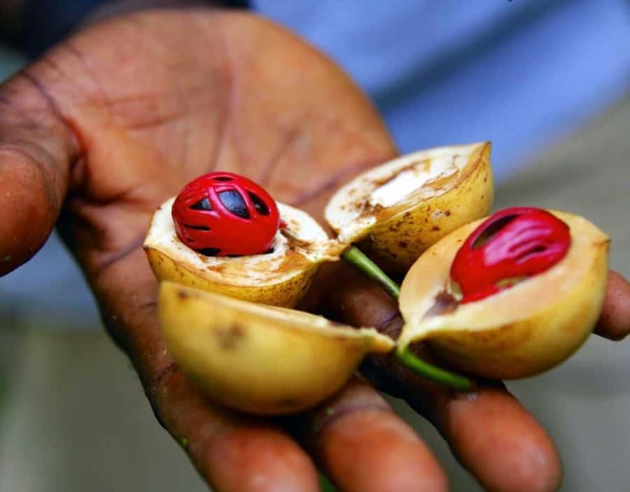 Zanzibar: Private Stone Town, Prison Island & SpiceFarm Tour - Should you book it?