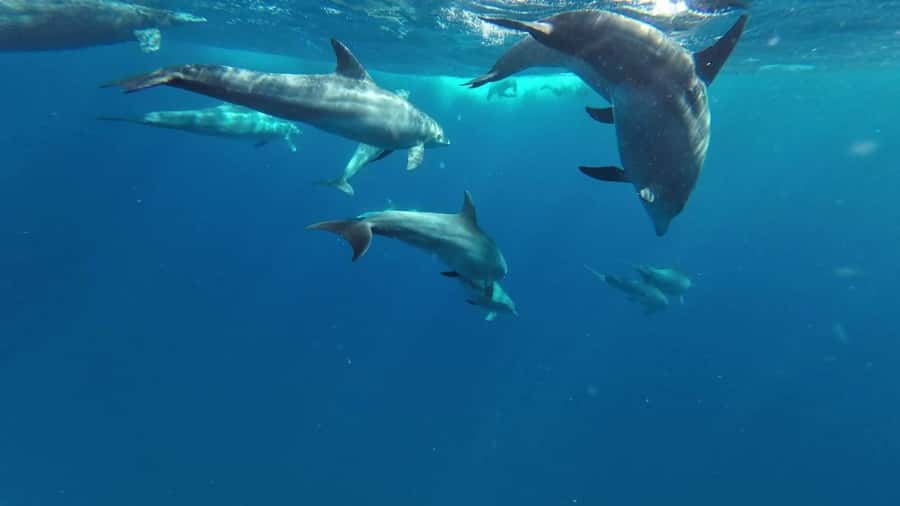 Zanzibar: Pungume island-dolphin watching - BBQ Lunch - Why Pungume Island makes this trip different