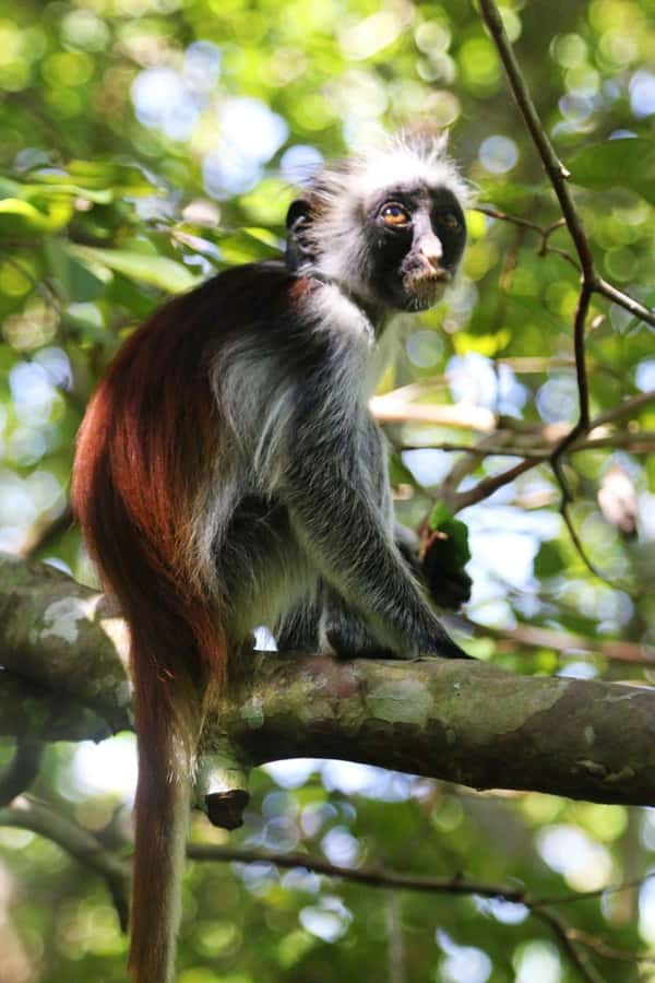 Zanzibar: Red Colobus Monkeys in Jozani Forest Guided Tour - Key points at a glance