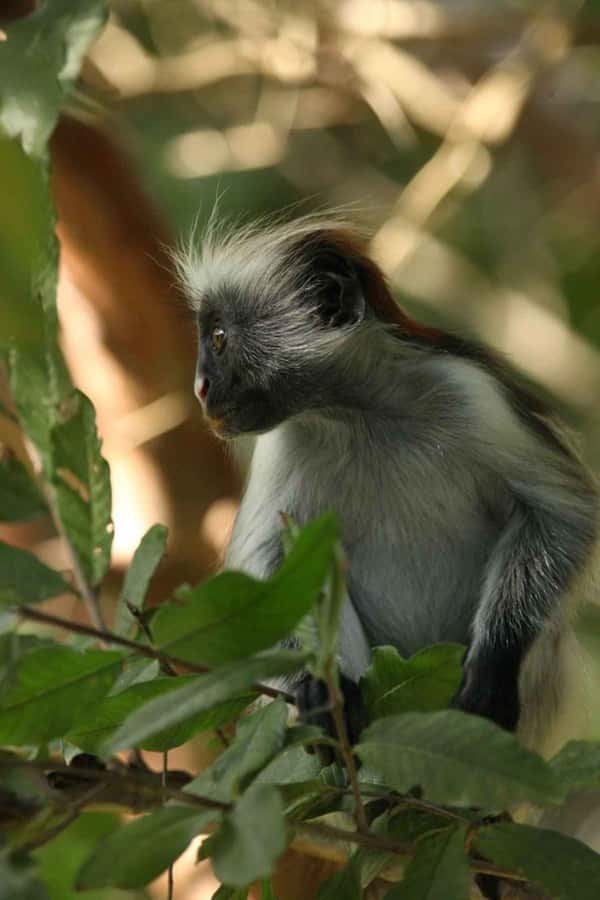 Zanzibar: Red Colobus Monkeys in Jozani Forest Guided Tour - Why Jozani’s red colobus monkeys matter
