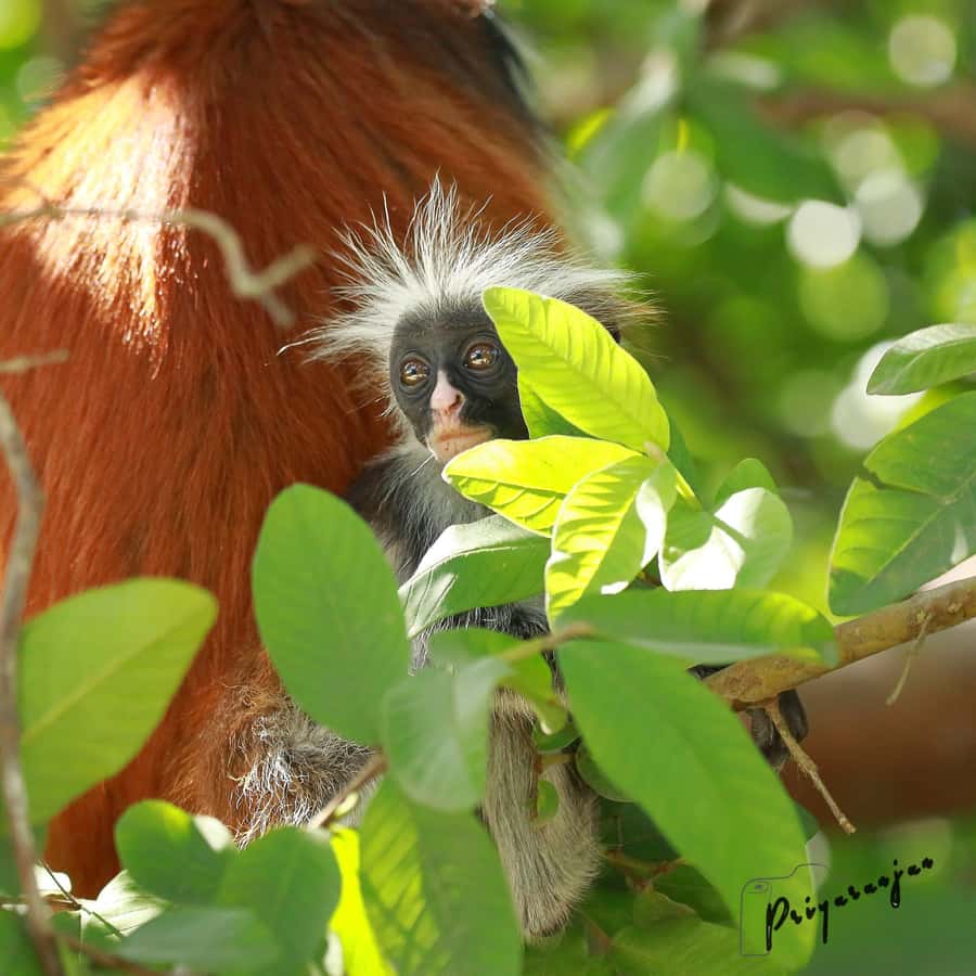 Zanzibar: Red Colobus Monkeys in Jozani Forest Guided Tour - The five-minute move to the mangroves