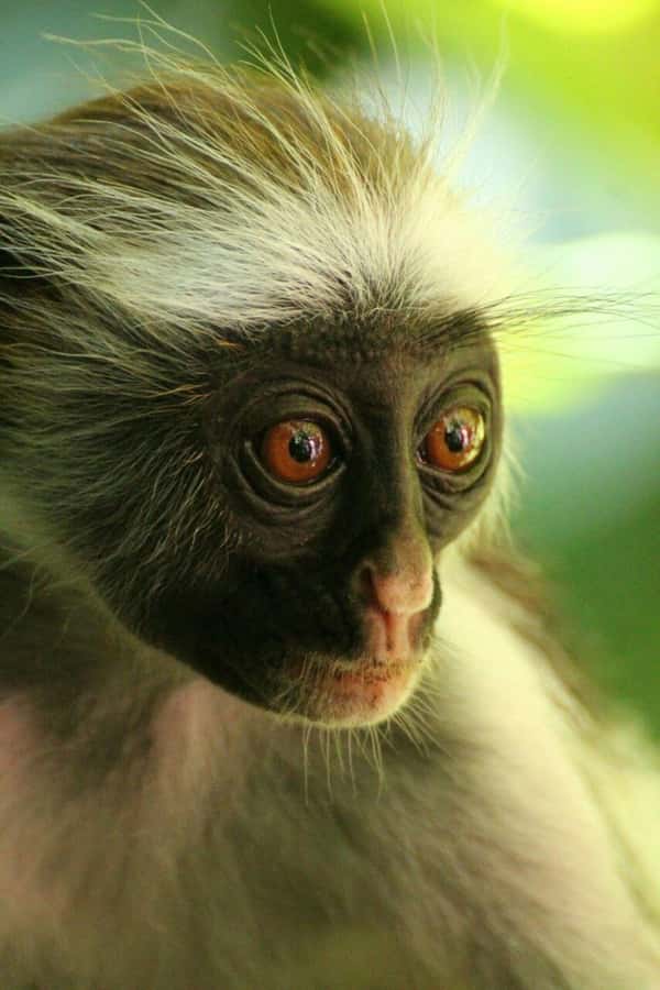 Zanzibar: Red Colobus Monkeys in Jozani Forest Guided Tour - What the $99 price really buys you