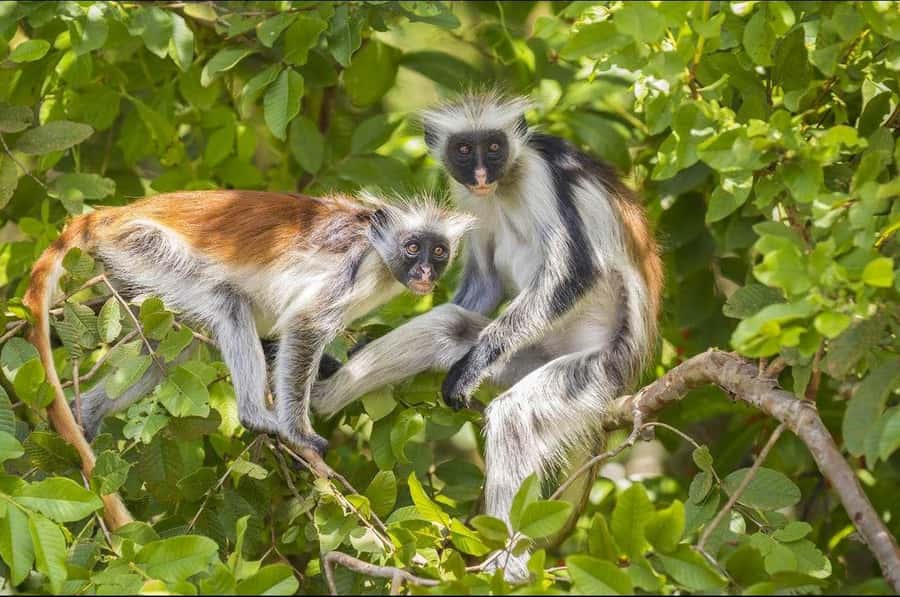 Zanzibar: Red Colobus Monkeys in Jozani Forest Guided Tour - How much walking and what to wear