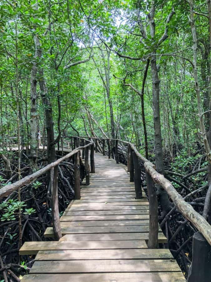 Zanzibar: Red Colobus Monkeys in Jozani Forest Guided Tour - Timing, weather, and realistic expectations