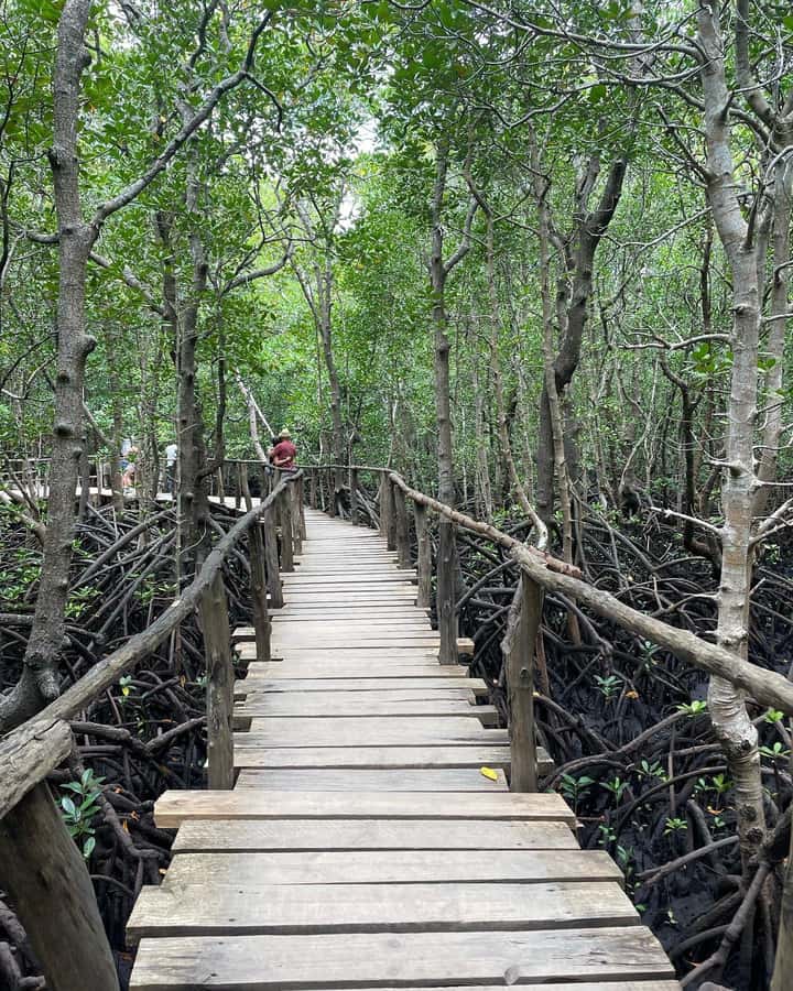 Zanzibar: Red Colobus Monkeys in Jozani Forest Guided Tour - Who should book this private forest tour?