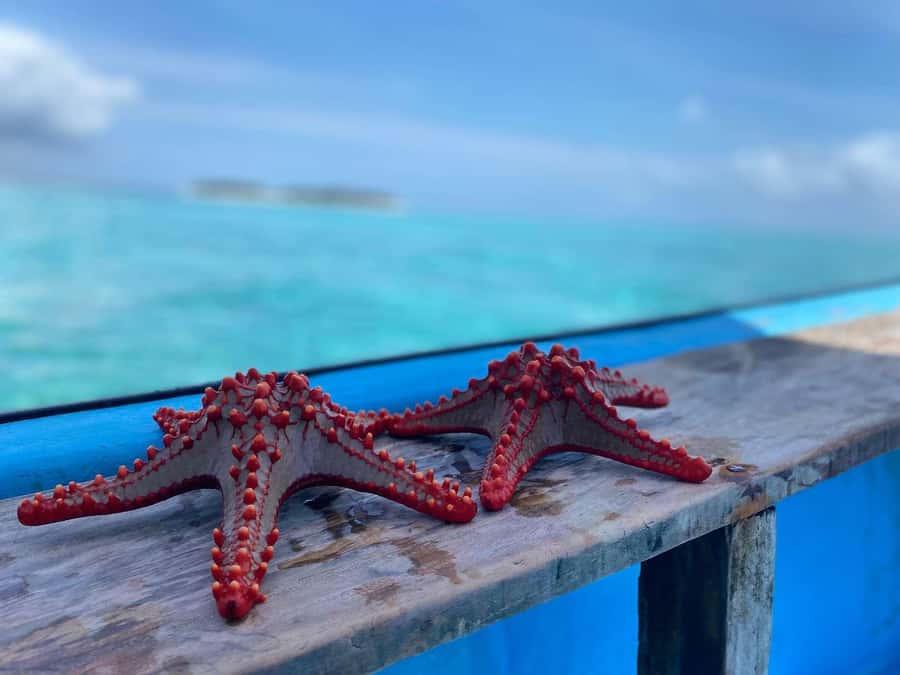 Zanzibar: Safari Blue Day trip with Snorkeling and Lunch - Should you book Safari Blue?