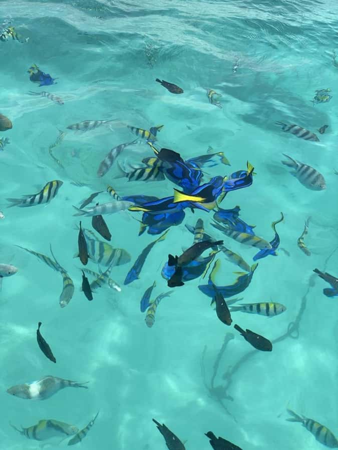 Zanzibar: Safari Blue Full-Day Exploration - The short trip toward Kwale Island