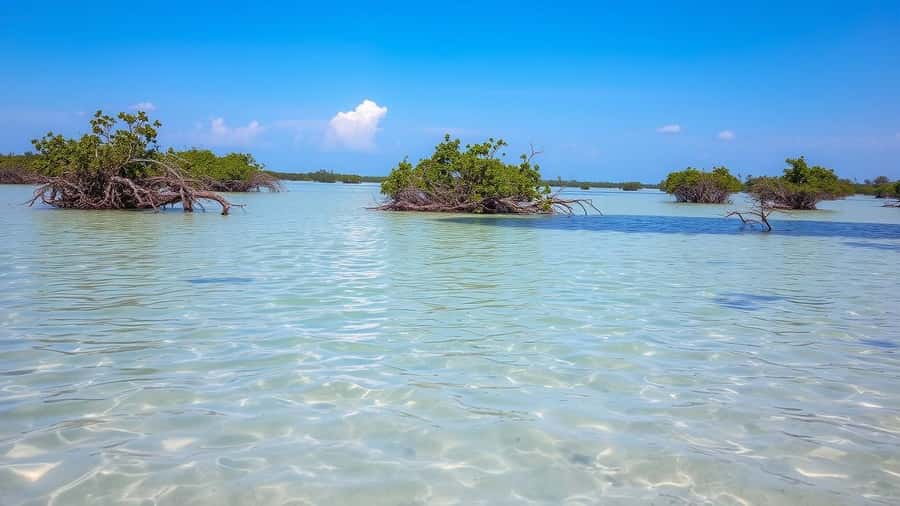 Zanzibar: Safari Blue Full-Day Tour with Lunch and transfer - What the $90 price really includes