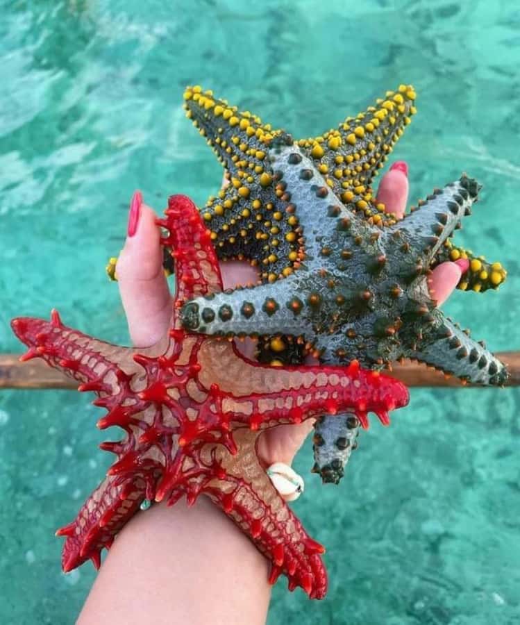 Zanzibar: Safari blue tour - What the $114 price really covers