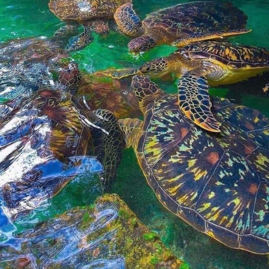 ZANZIBAR: Salaam Cave Swimming with Sea Turtles at Kizimkazi - Should you book Salaam Cave?