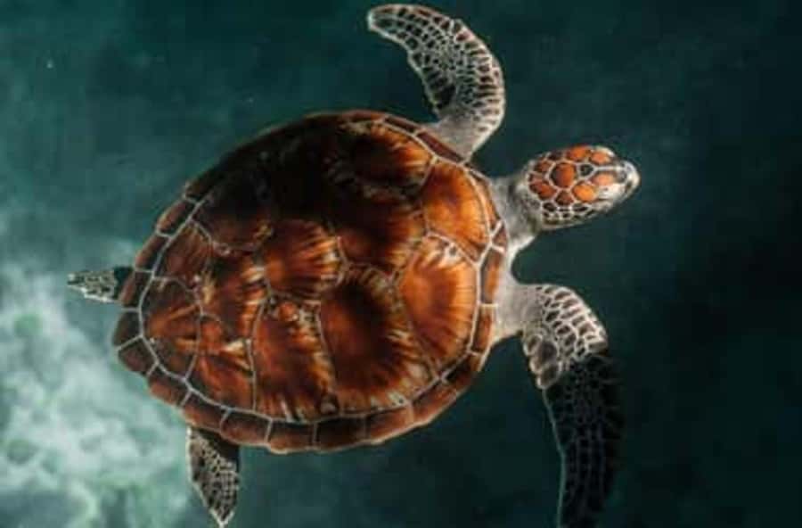 Zanzibar: Salaam Cave Swimming with Turtles Tour - The drive from your hotel matters
