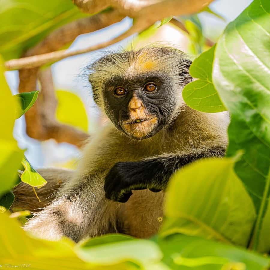 Zanzibar: Salaam Cave Tour & Lunch at The Rock Restaurant - Paje Beach and time to set your own pace