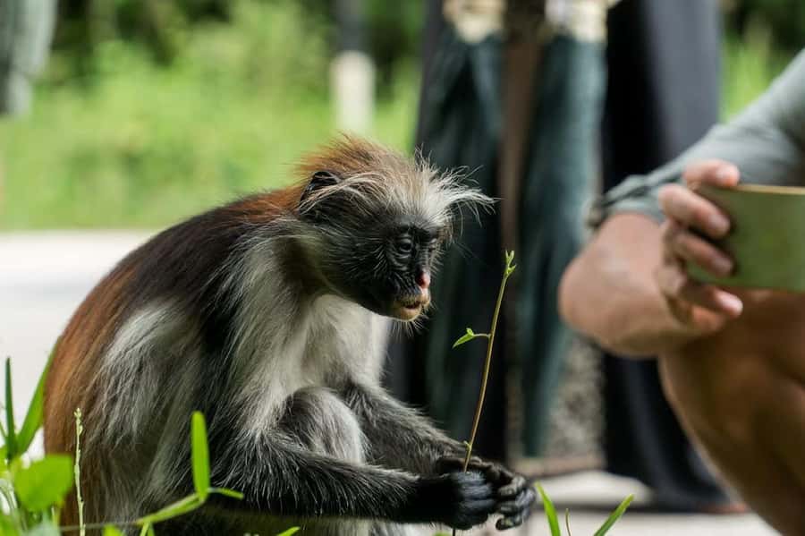 Zanzibar, Salaam Cave Tour, The Rock, Kuza Cave, Paje Beach - Key points to know before booking