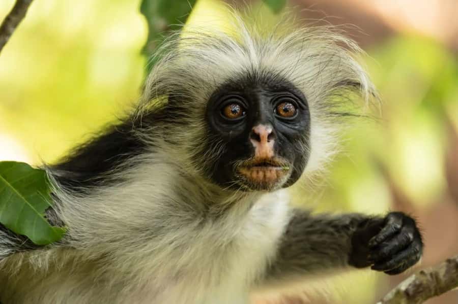 Zanzibar, Salaam Cave Tour, The Rock, Kuza Cave, Paje Beach - A full southern Zanzibar day, from forest to sea