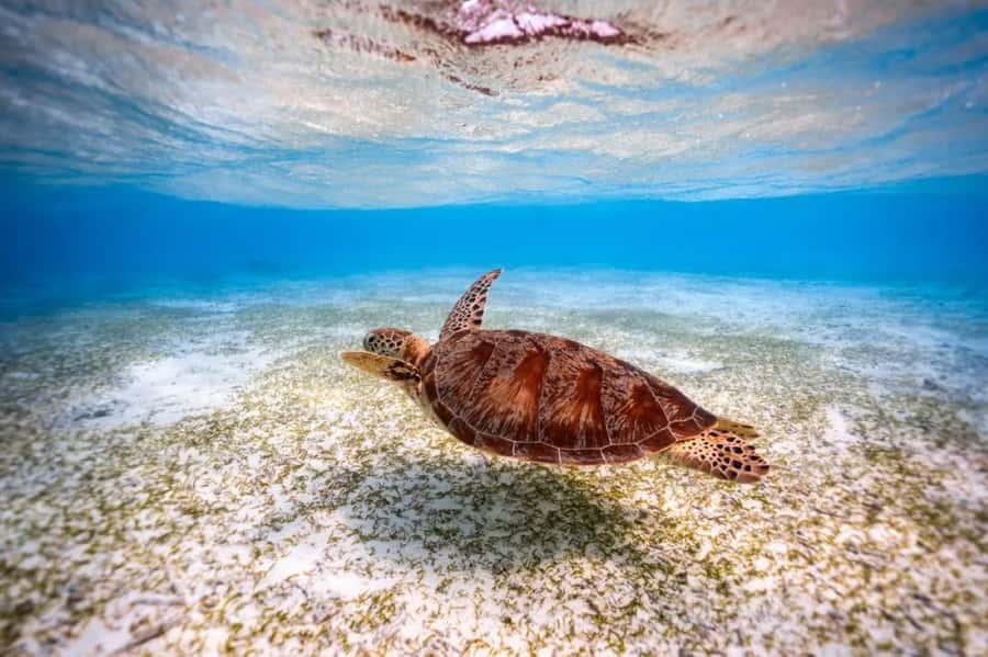 Zanzibar, Salaam Cave Tour, The Rock, Kuza Cave, Paje Beach - Salaam Cave and turtle swimming at Kizimkazi
