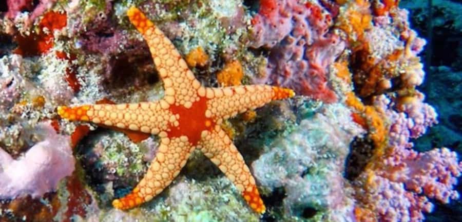 Zanzibar, Salaam Cave Tour, The Rock, Kuza Cave, Paje Beach - One hour at Paje Beach