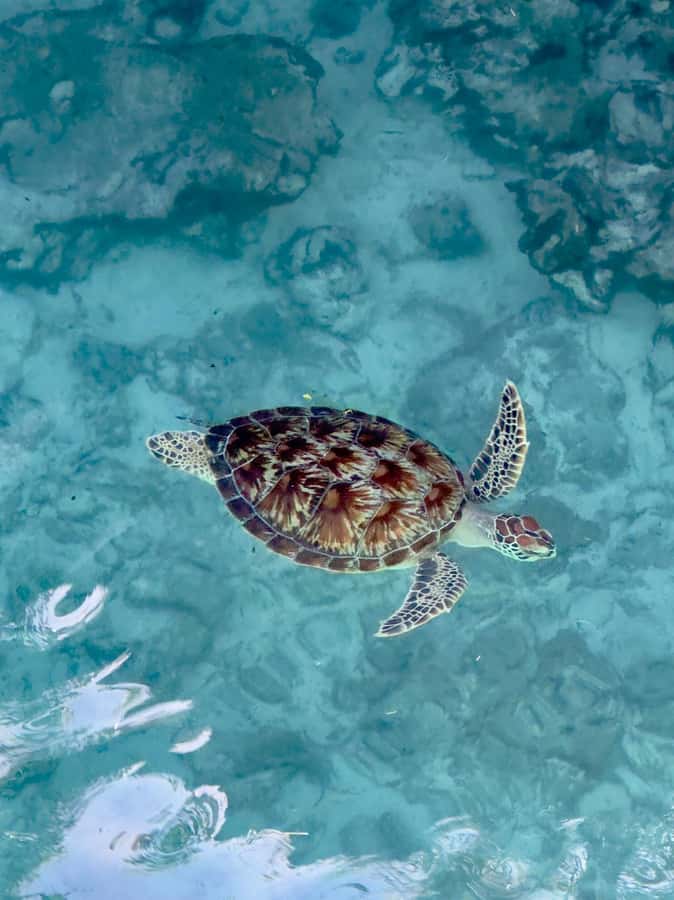 Zanzibar: Sea Turtle Swim at Kizimkazi Salaam Cave Tour - Meeting Zanzibar’s turtles inside Salaam Cave