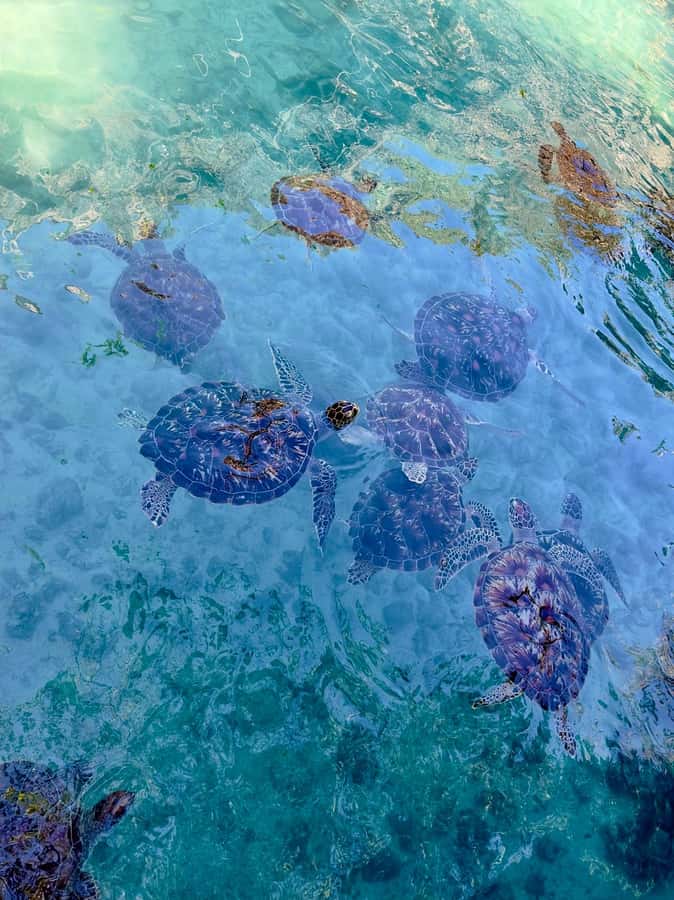 Zanzibar: Sea Turtle Swim at Kizimkazi Salaam Cave Tour - Who will enjoy this most
