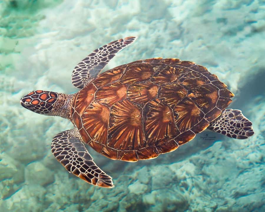Zanzibar: Sea Turtle Swim at Salam Cave in Kizimkazi Village - Key points before you book