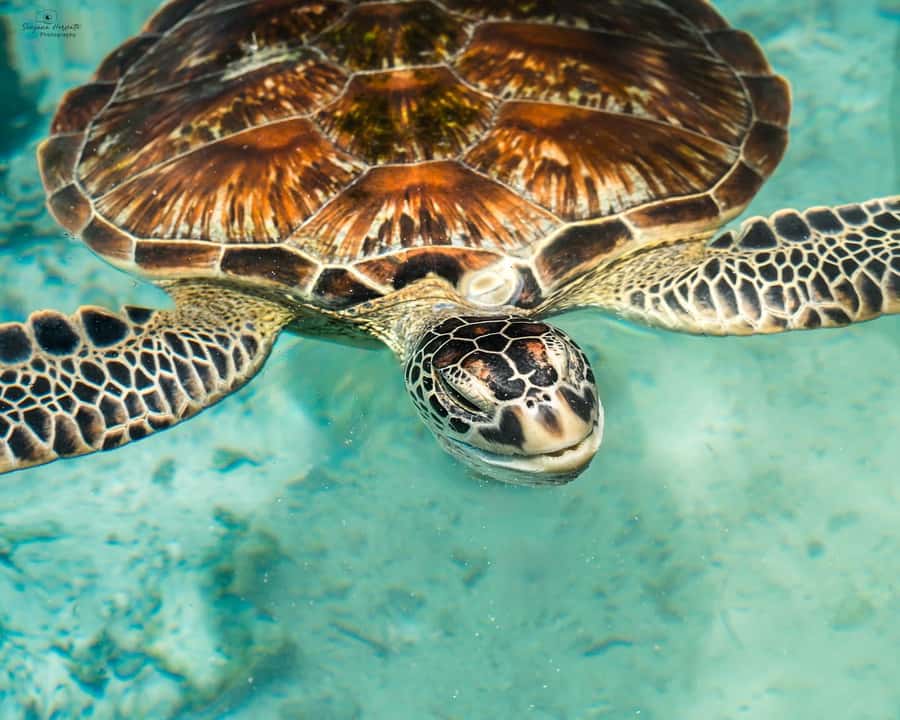 Zanzibar: Sea Turtle Swim at Salam Cave in Kizimkazi Village - What Salaam Cave is really like