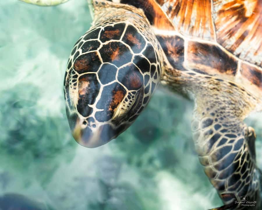 Zanzibar: Sea Turtle Swim at Salam Cave in Kizimkazi Village - Feeding the turtles with seaweed