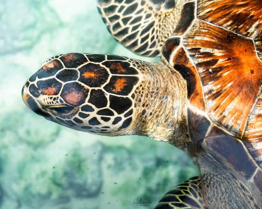 Zanzibar: Sea Turtle Swim at Salam Cave in Kizimkazi Village - What to bring and what to avoid