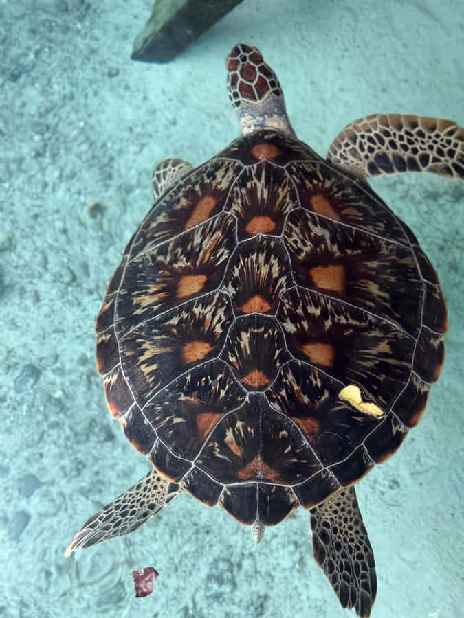 Zanzibar: Sea Turtle Swim at Salam Cave in Kizimkazi Village - Who will enjoy this most?
