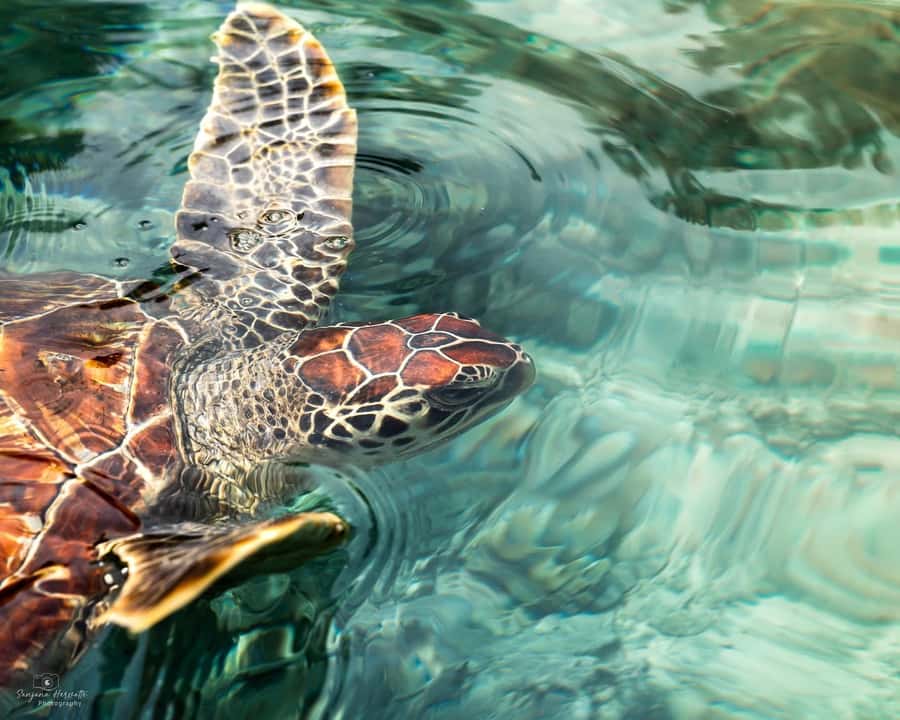Zanzibar: Sea Turtle Swim at Salam Cave in Kizimkazi Village - The journey from your hotel to Kizimkazi